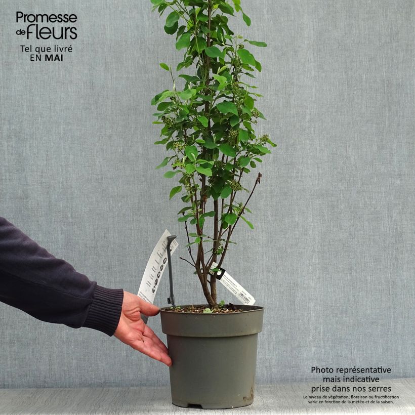 Spécimen de Amelanchier alnifolia Obelisk en pot de 3/4L tel que livré au printemps