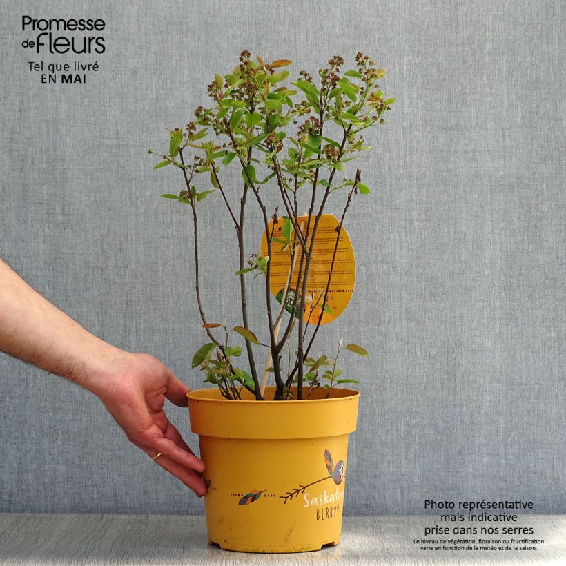 Spécimen de Amelanchier alnifolia Saskatoon Berry en pot de 4/5L tel que livré au printemps