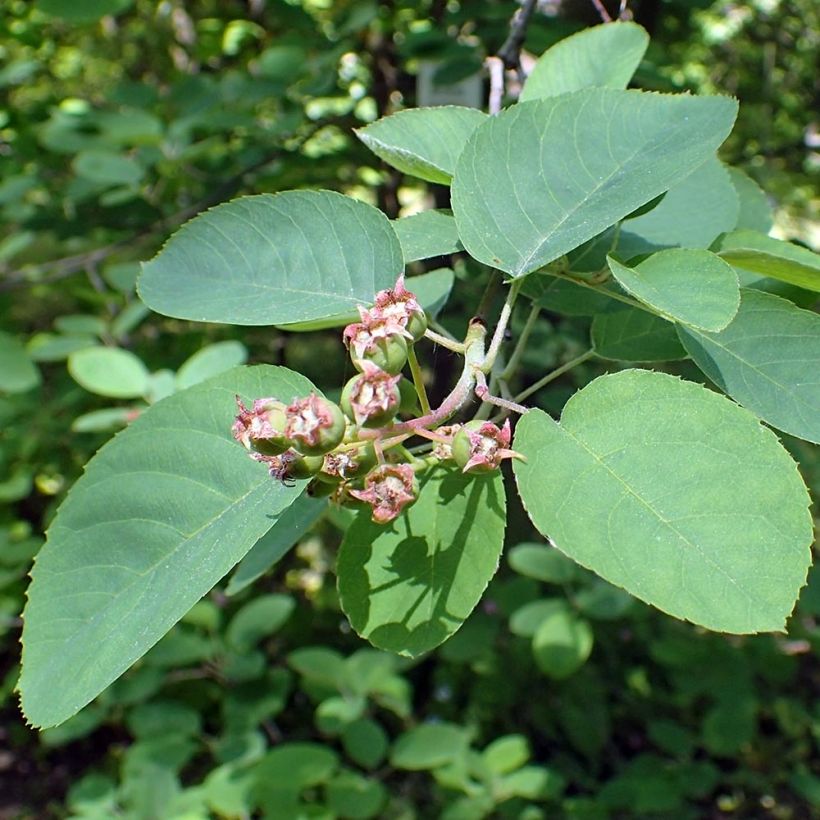 Amelanchier canadensis - Amélanchier du Canada (Feuillage)