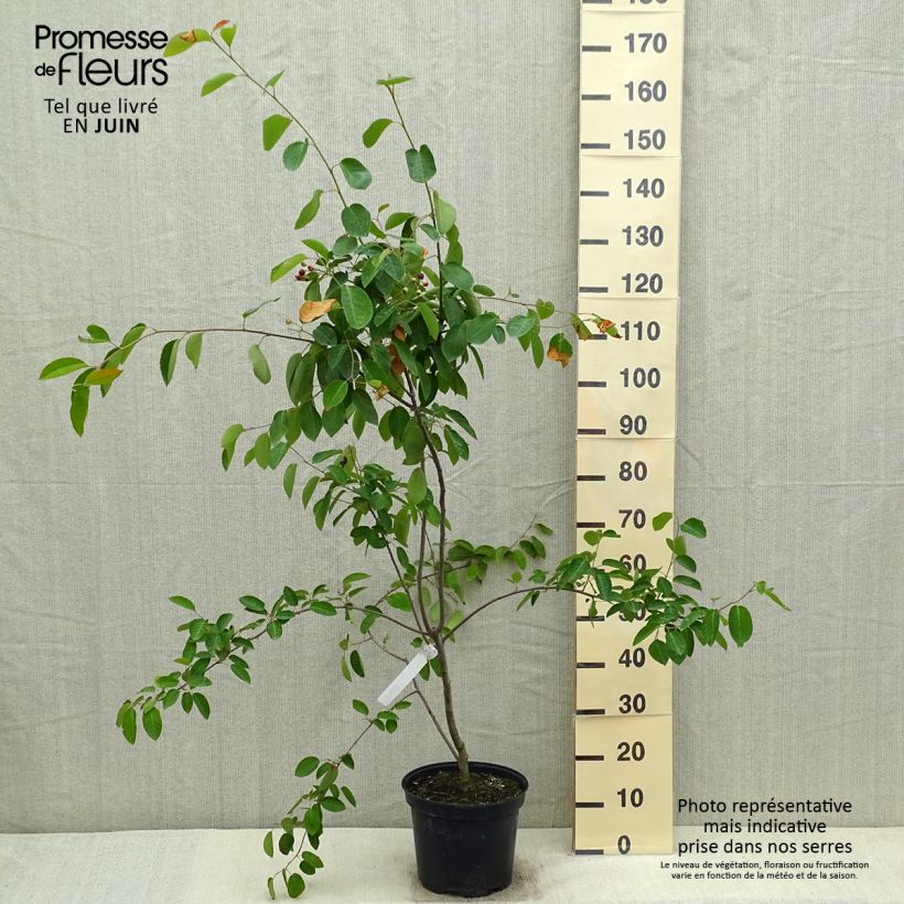 Spécimen de Amelanchier canadensis - Amélanchier du Canada en pot de 7,5L/10L tel que livré au printemps