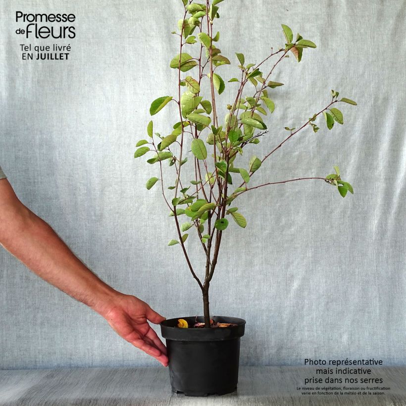 Spécimen de Amélanchier en épis - Amelanchier spicata Pot de 3L/4L tel que livré en été