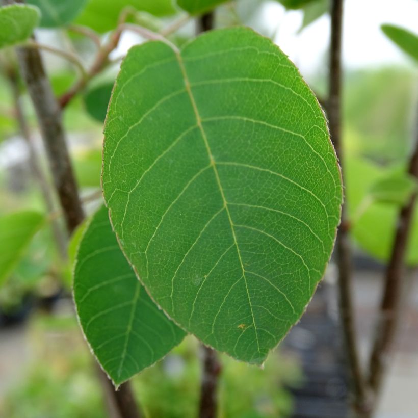 Amélanchier en épis - Amelanchier spicata (Feuillage)