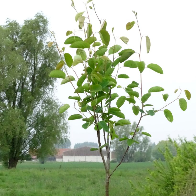 Amélanchier en épis - Amelanchier spicata (Port)