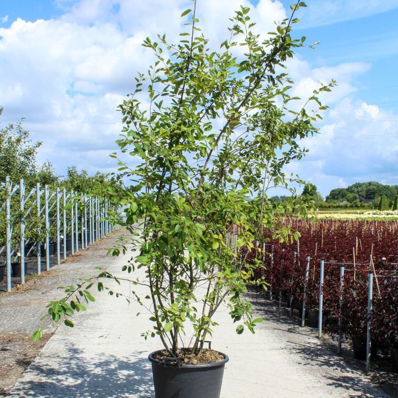 Spécimen de Amelanchier lamarckii - Amélanchier de Lamarck - Pot de 70L Cépée tel que livré au printemps