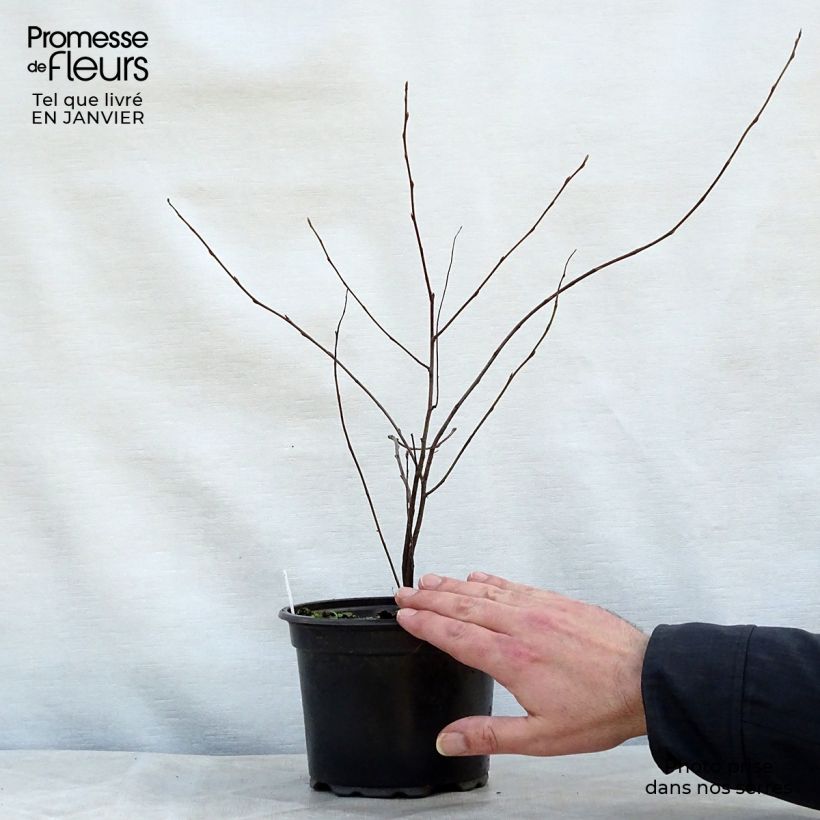 Spécimen de Amelanchier lamarckii - Amélanchier de Lamarck tel que livré en hiver