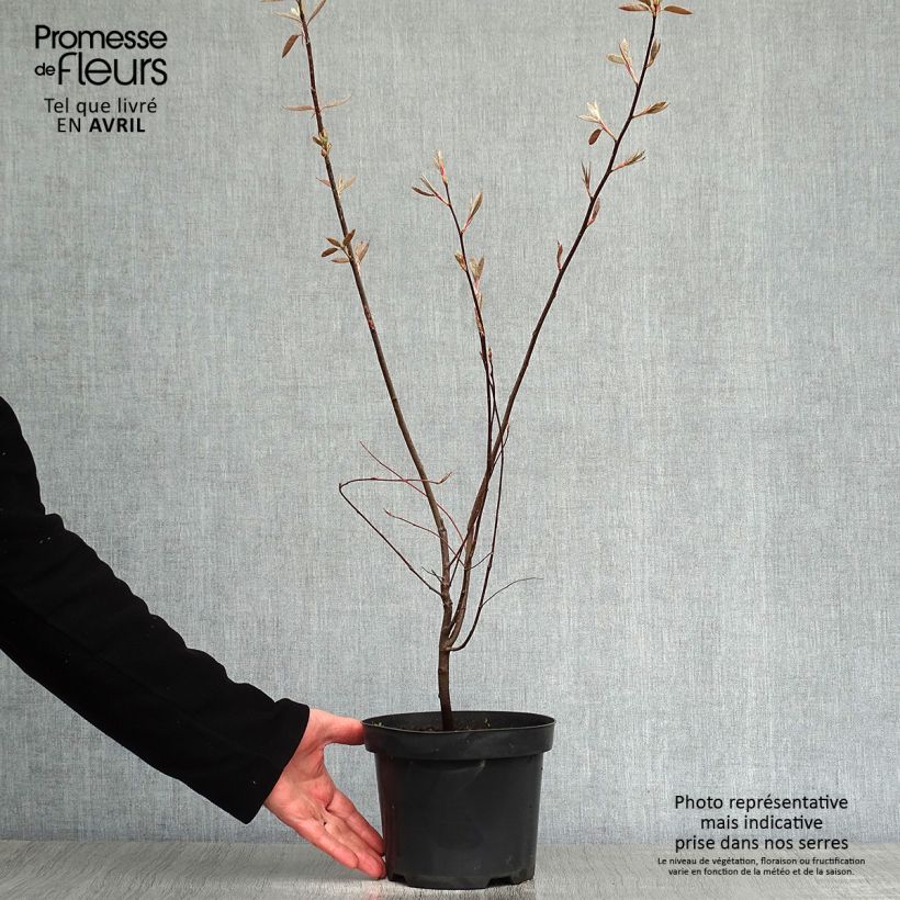 Spécimen de Amelanchier lamarckii - Amélanchier de Lamarck Pot de 3L/4LHauteur livrée env. 60/80cm tel que livré au printemps