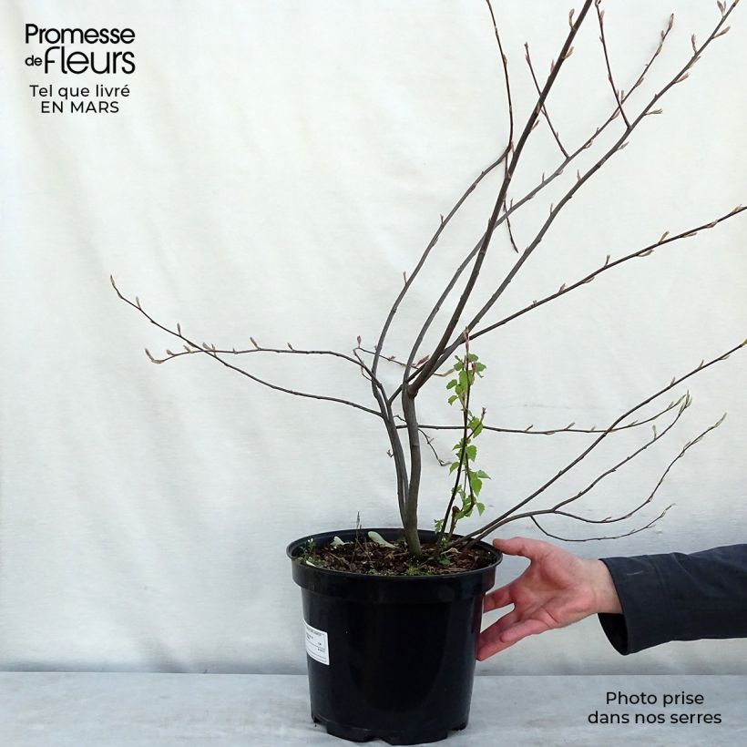 Spécimen de Amelanchier lamarckii - Amélanchier de Lamarck Pot de 7,5L/10LHauteur livrée env. 80/100cm tel que livré au printemps