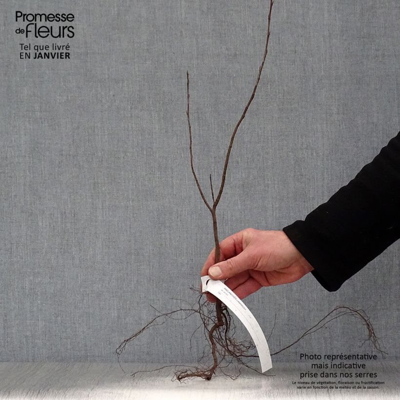 Spécimen de Amelanchier lamarckii - Amélanchier de Lamarck tel que livré en hiver