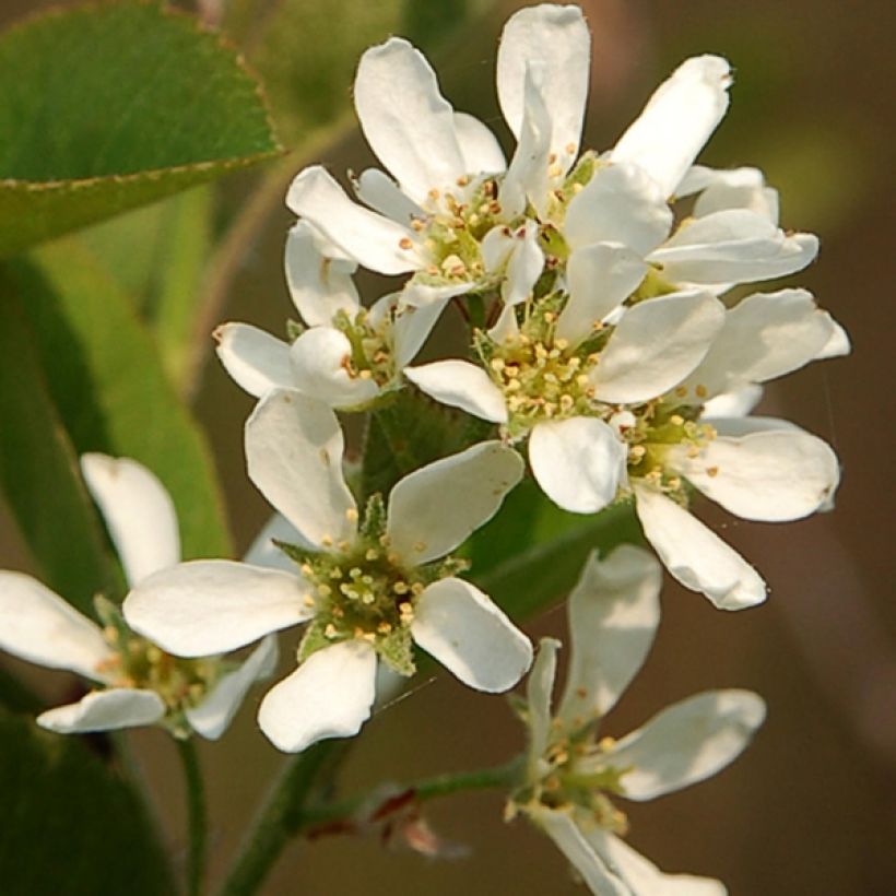Amélanchier en épis - Amelanchier spicata (Floraison)