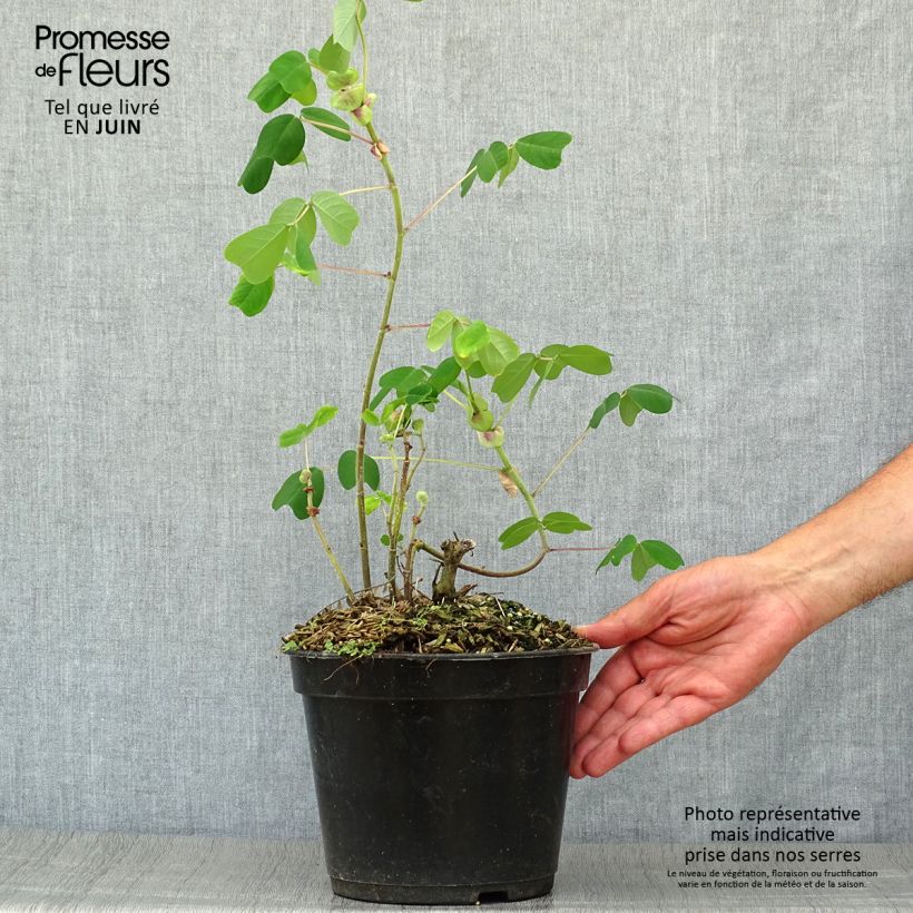 Spécimen de Amicia zygomeris - Amicie à fleurs jaunes. Pot de 4L/5L tel que livré en été