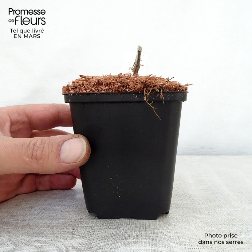 Spécimen de Amicia zygomeris - Amicie à fleurs jaunes. Godet de 9cm tel que livré au printemps