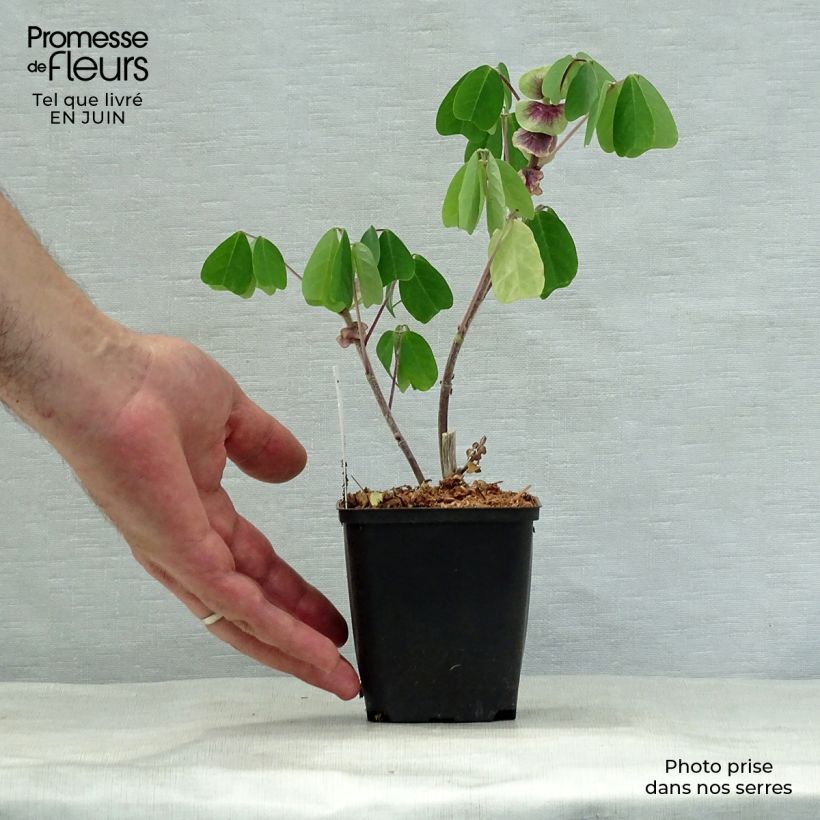 Spécimen de Amicia zygomeris - Amicie à fleurs jaunes. Godet de 8/9 cm tel que livré en été
