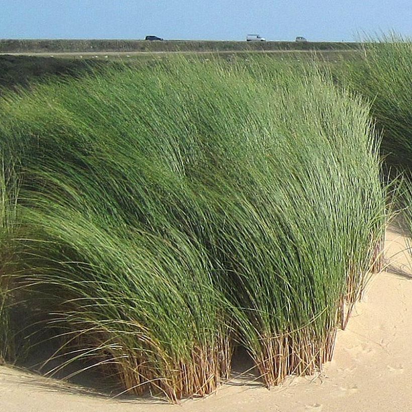 Ammophila arenaria - Oyat - Roseau des sables (Feuillage)