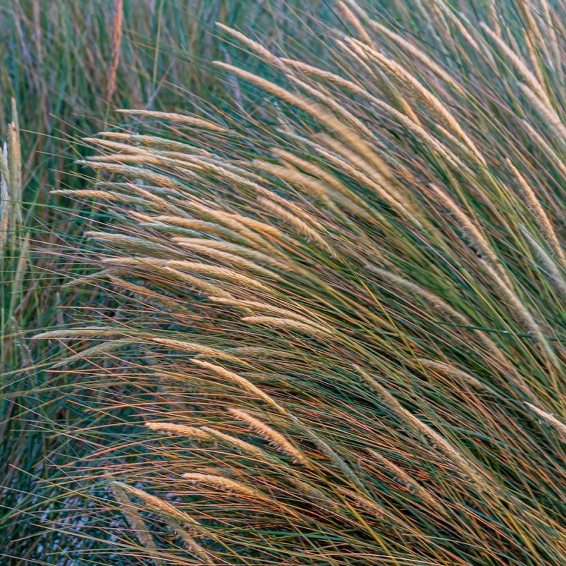 Ammophila arenaria - Oyat - Roseau des sables (Floraison)