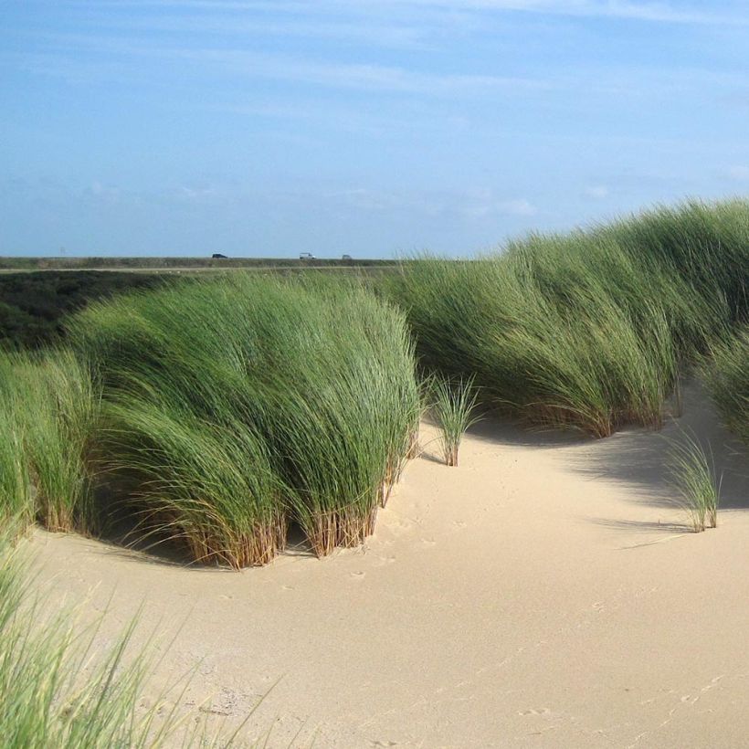 Ammophila arenaria - Oyat - Roseau des sables (Port)