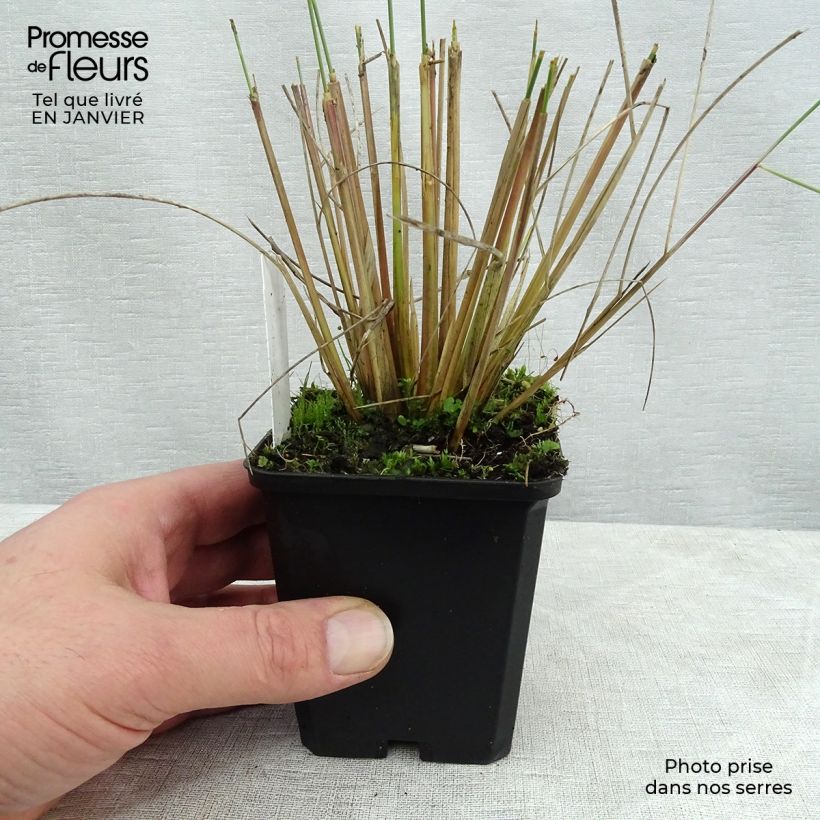 Spécimen de Ammophila arenaria - Oyat - Roseau des sables tel que livré en hiver