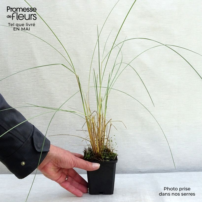 Spécimen de Ammophila arenaria - Oyat - Roseau des sables Godet de 9cm tel que livré au printemps