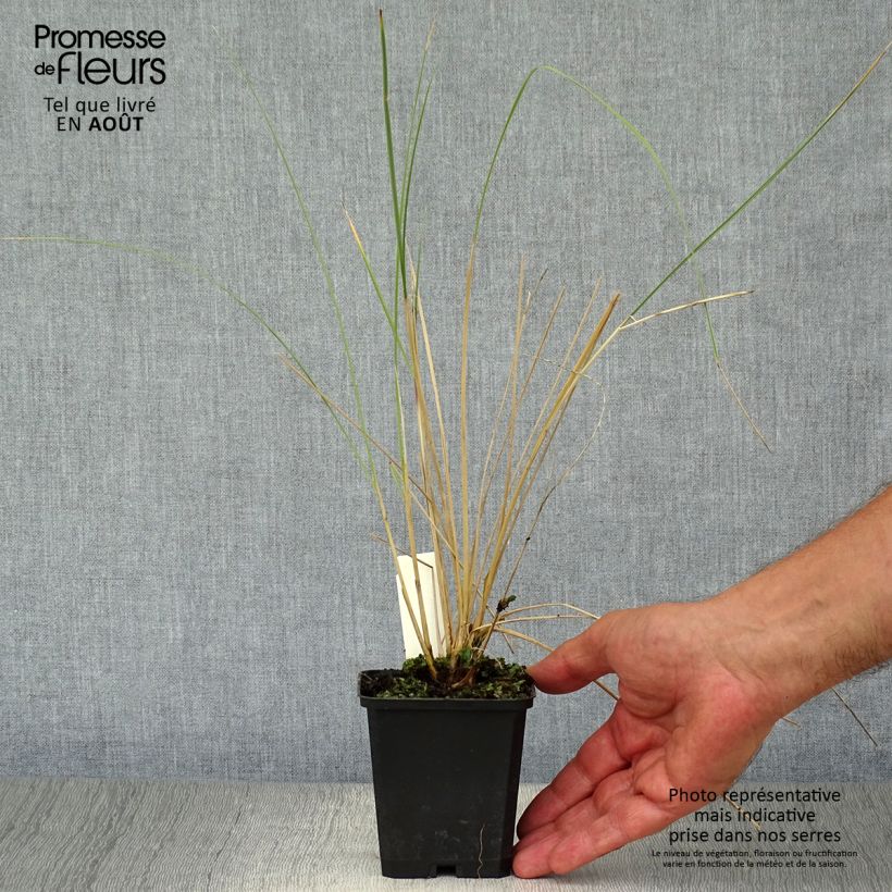 Spécimen de Ammophila arenaria - Oyat - Roseau des sables Godet de 8/9 cm tel que livré en été