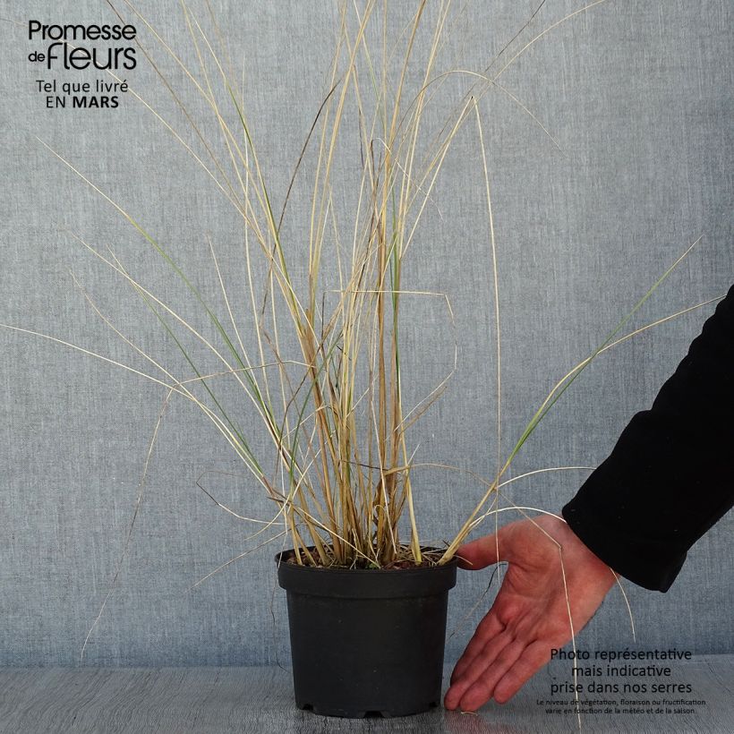 Spécimen de Ammophila arenaria - Oyat - Roseau des sables tel que livré en hiver