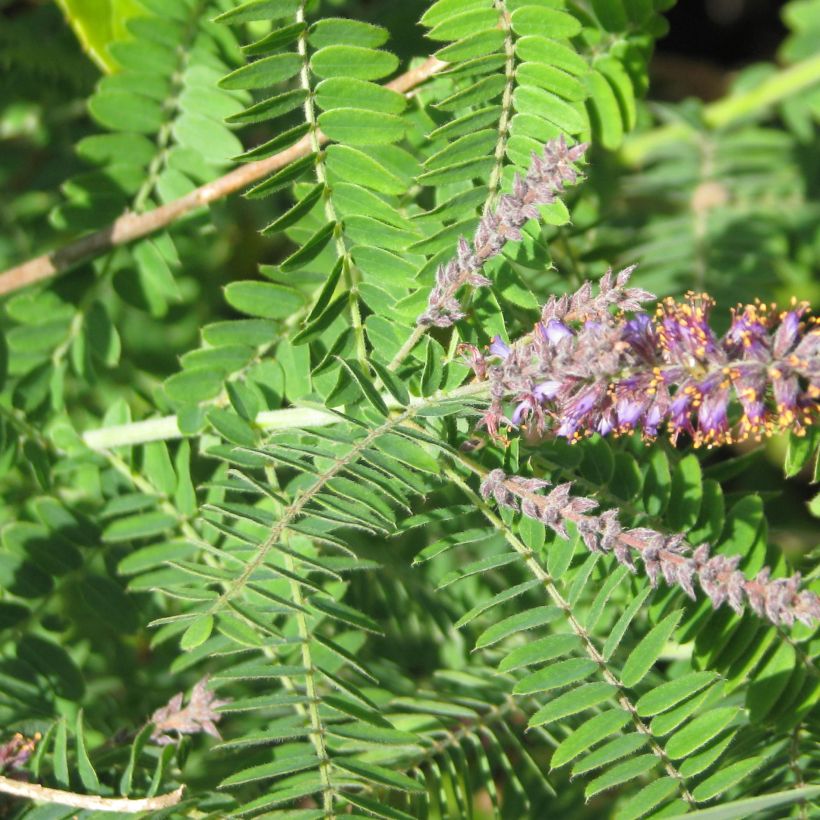 Amorpha canescens - Faux indigo. (Feuillage)