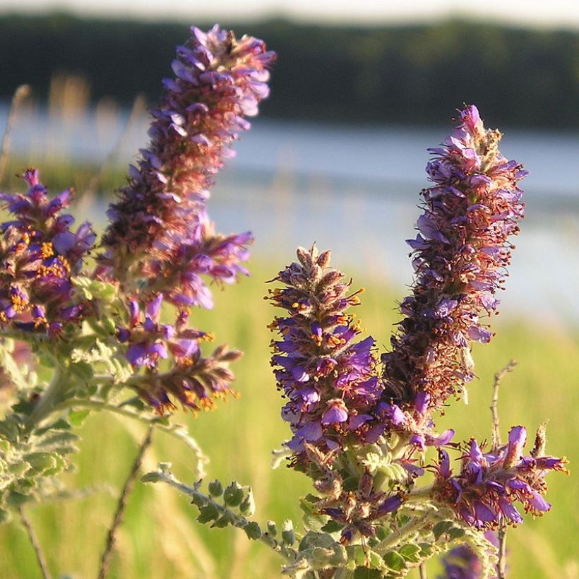 Amorpha canescens - Faux indigo. (Floraison)