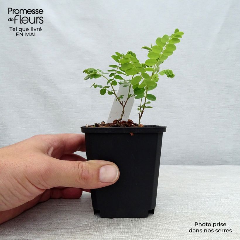 Spécimen de Amorpha canescens - Faux indigo. Godet de 9cm tel que livré au printemps