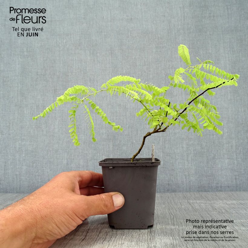 Spécimen de Amorpha canescens - Faux indigo. Godet de 8/9 cm tel que livré en été