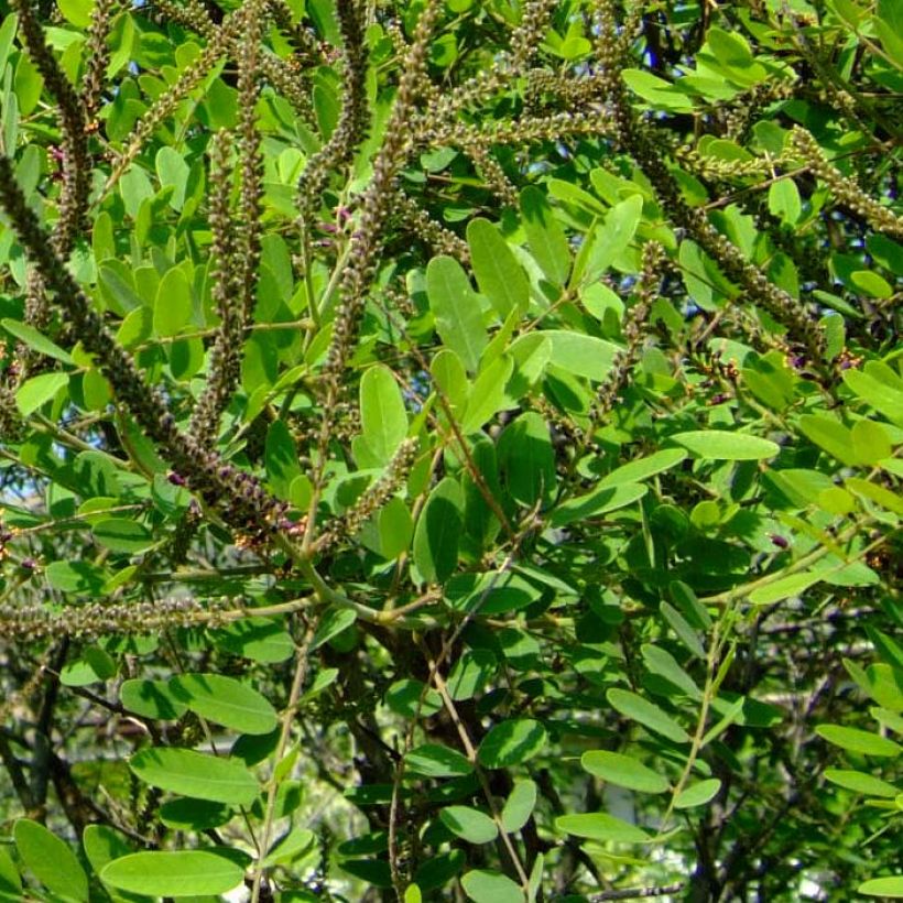 Amorpha ouachitensis - Faux indigo (Feuillage)