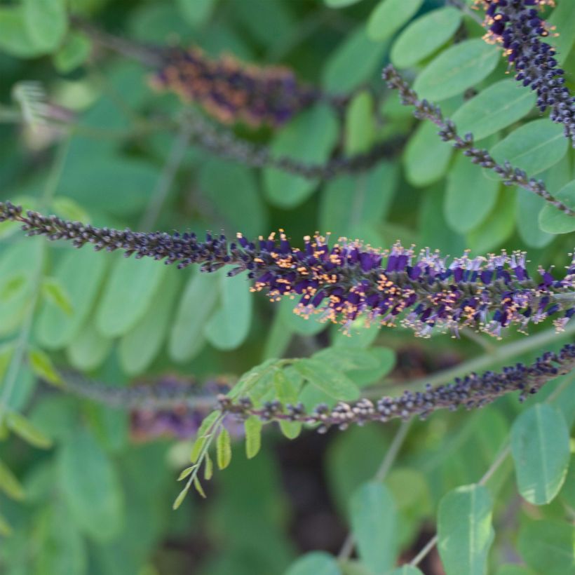 Amorpha ouachitensis - Faux indigo (Floraison)