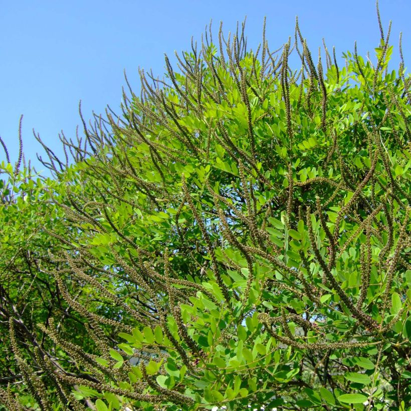 Amorpha ouachitensis - Faux indigo (Port)