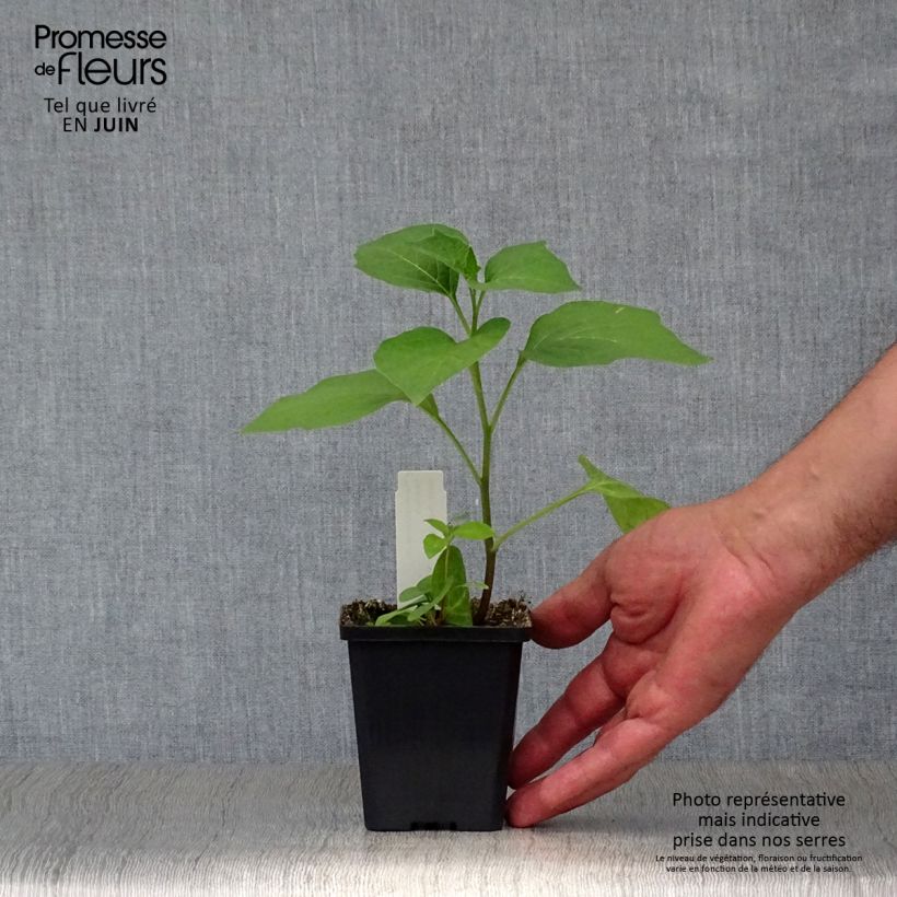 Spécimen de Amour en cage - Physalis franchetii Godet de 8/9 cm tel que livré en été
