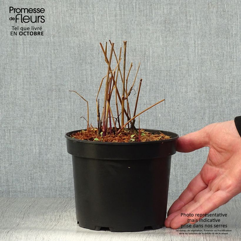 Spécimen de Amour en cage - Physalis franchetii Pot de 2L/3L tel que livré en automne