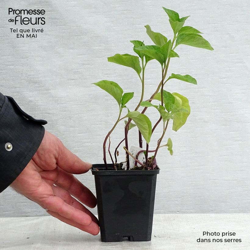 Spécimen de Amour en cage - Physalis franchetii en godet de 9 cm tel que livré au printemps