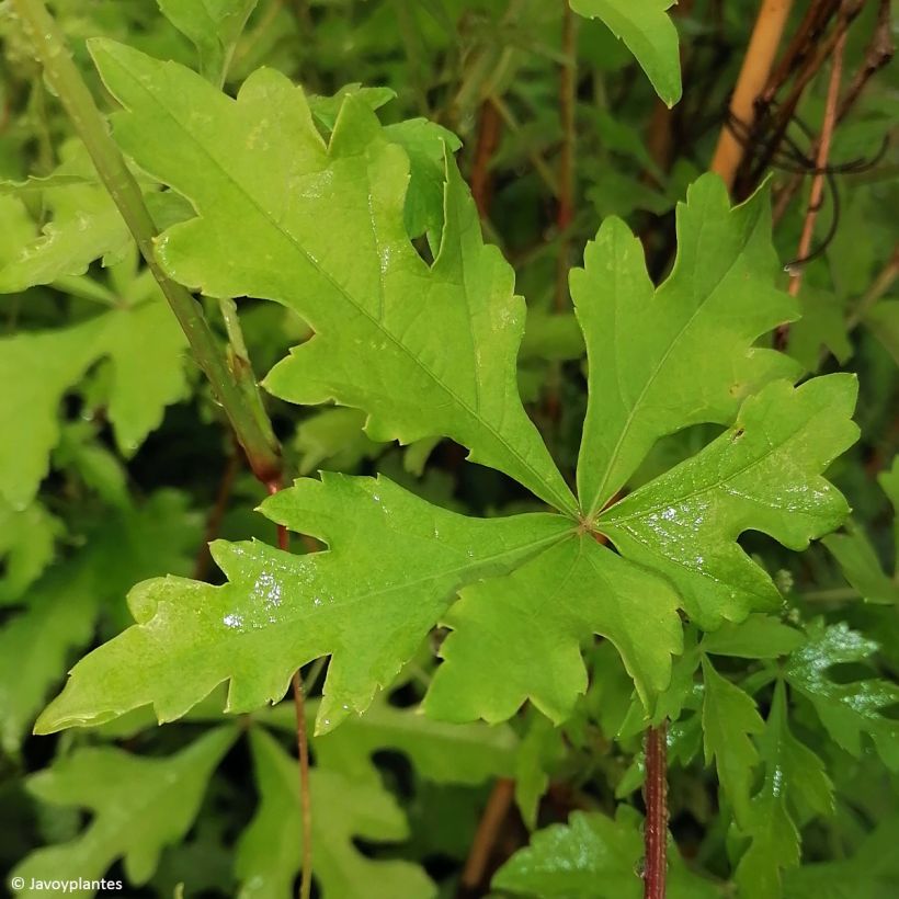Ampelopsis aconitifolia - Vigne vierge à feuilles d'aconit (Feuillage)