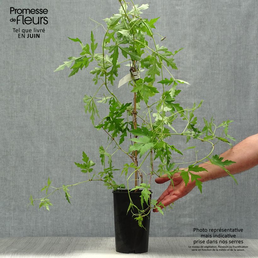 Spécimen de Ampelopsis aconitifolia - Vigne vierge à feuilles d'aconit Pot de 2L/3L tel que livré en été