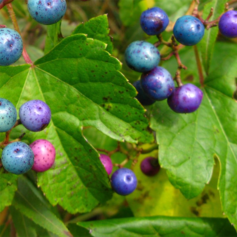 Ampelopsis glandulosa var. maximowiczii - Vigne vierge à fruits bleus (Feuillage)