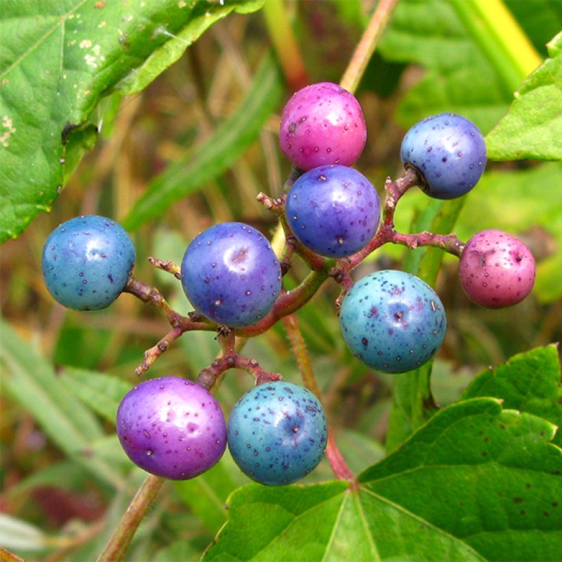 Ampelopsis glandulosa var. maximowiczii - Vigne vierge à fruits bleus (Récolte)