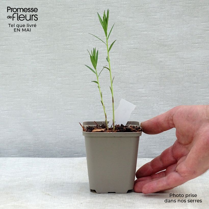 Spécimen de Amsonia Ernst Pagels Godet de 9cm tel que livré au printemps
