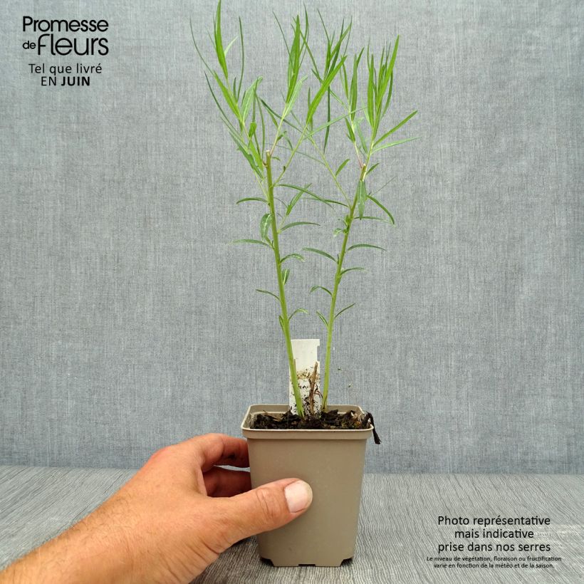 Spécimen de Amsonia Ernst Pagels Godet de 8/9 cm tel que livré en été