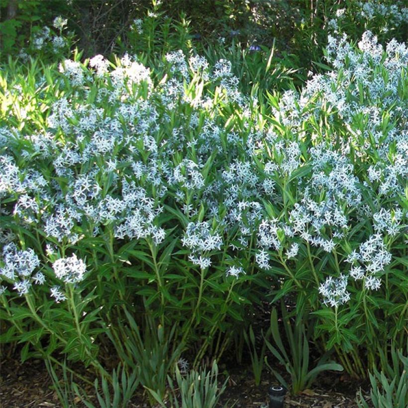 Amsonia ciliata (Port)