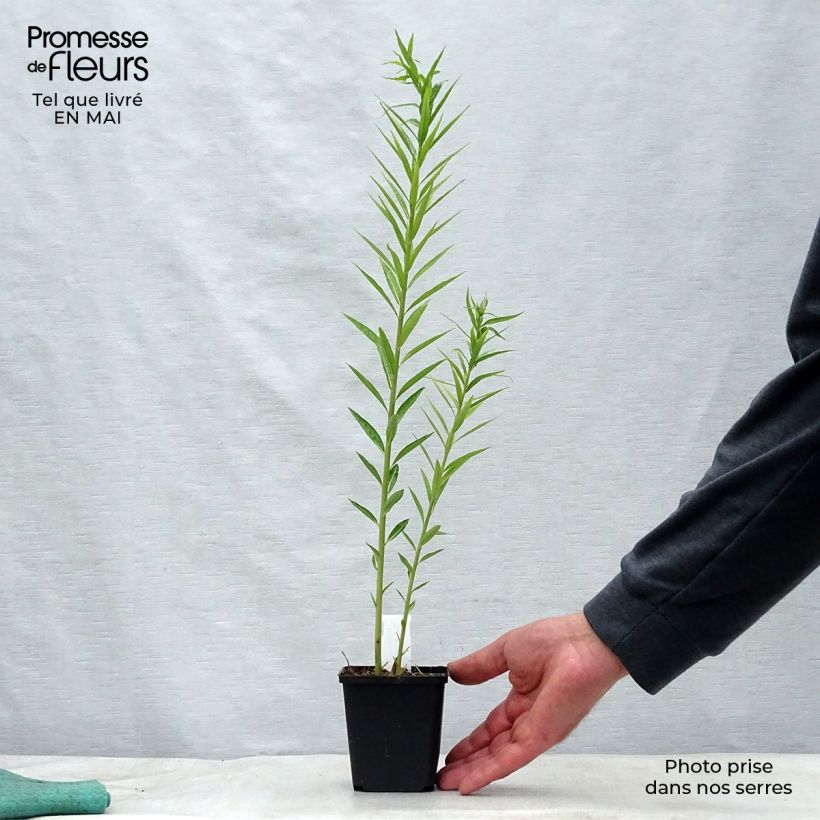 Spécimen de Amsonia ciliata Godet de 9cm tel que livré au printemps