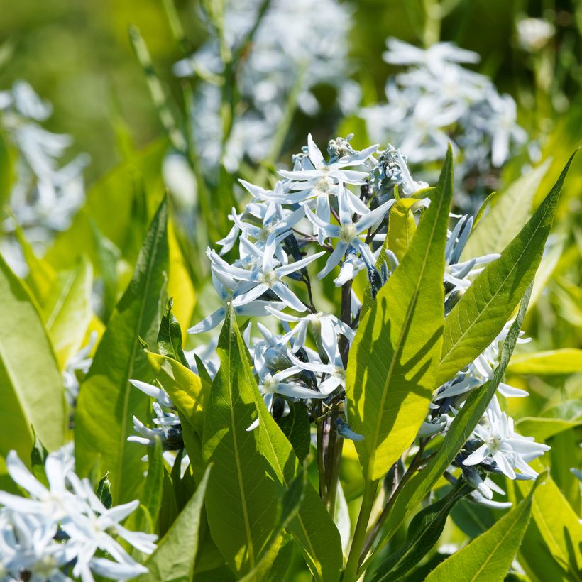 Amsonia ciliata (Feuillage)