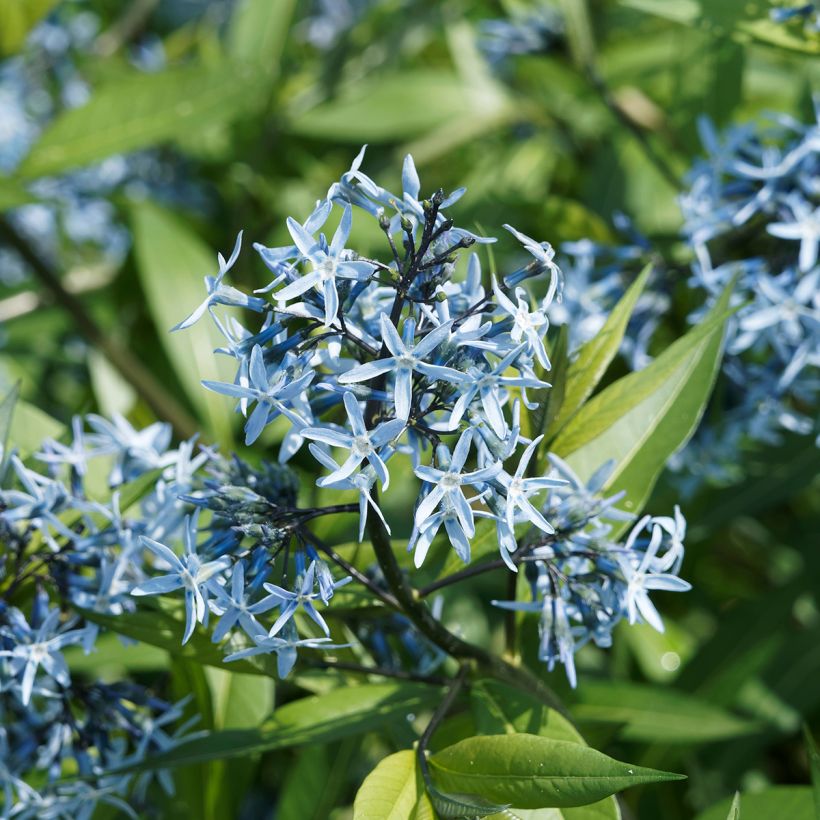 Amsonia ciliata (Floraison)