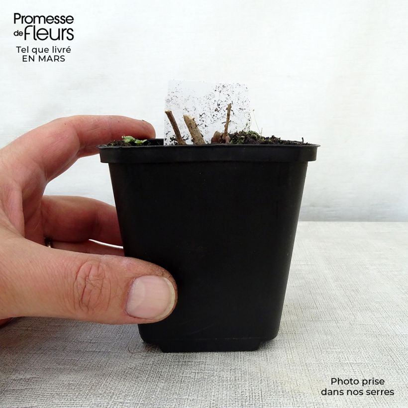 Spécimen de Amsonia hubrichtii Godet de 8 cm tel que livré au printemps