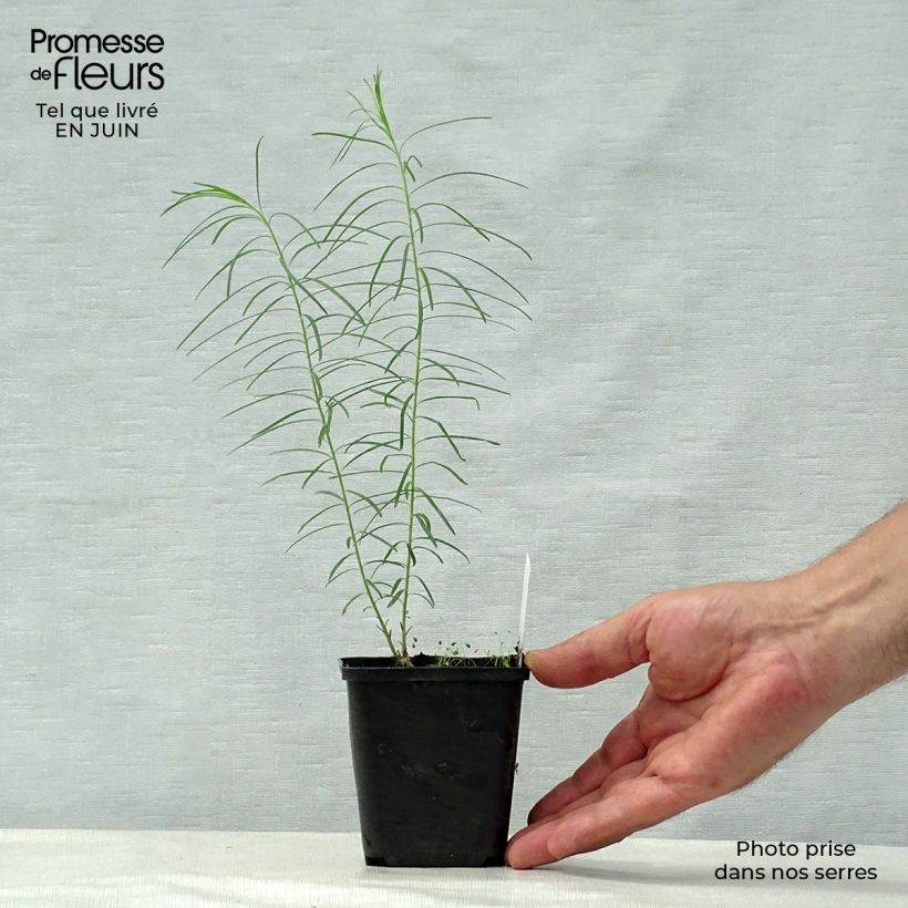 Spécimen de Amsonia hubrichtii Godet de 8/9 cm tel que livré en été