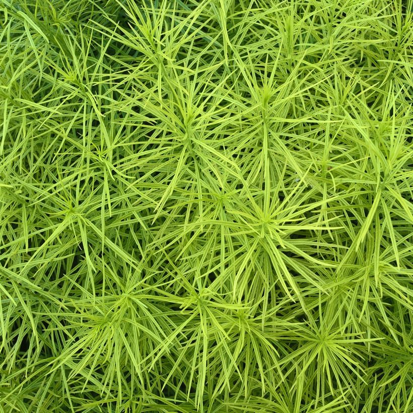 Amsonia hubrichtii (Feuillage)