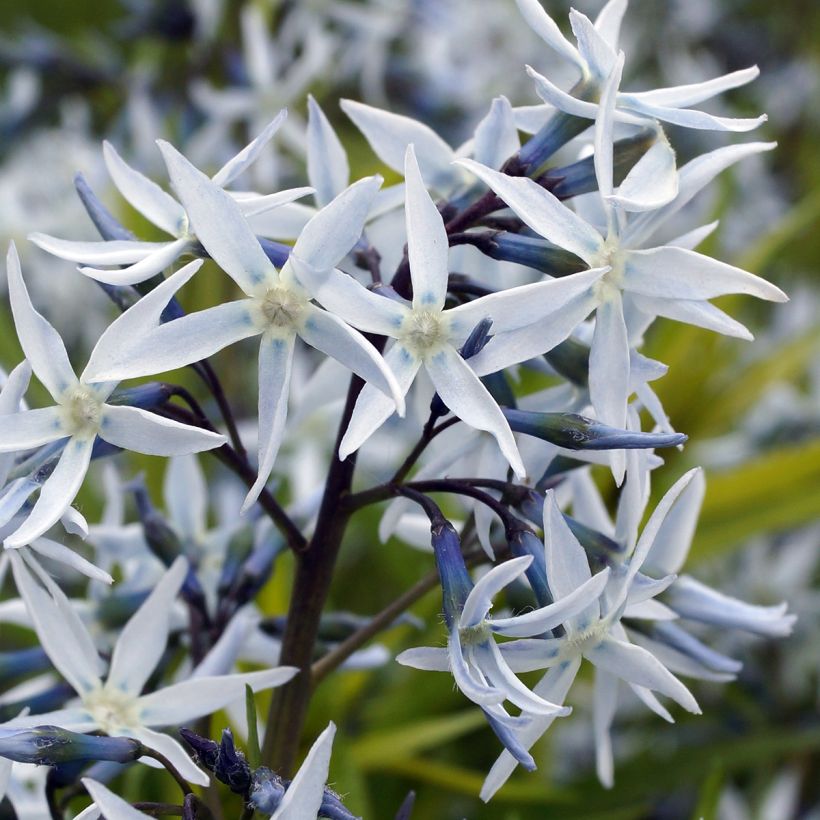 Amsonia hubrichtii (Floraison)