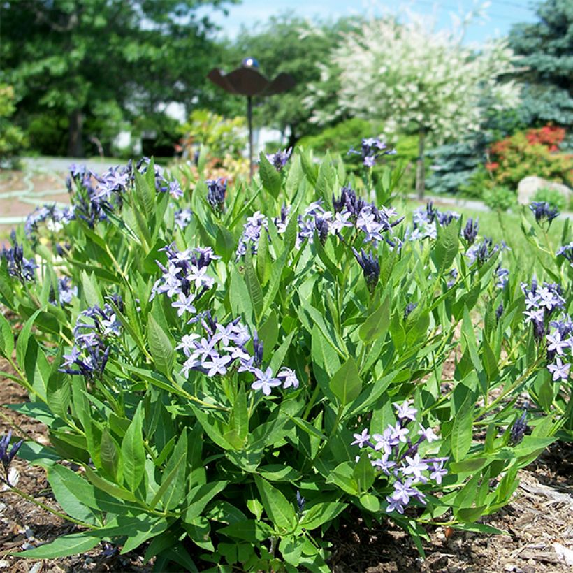 Amsonia hybride Blue Ice (Port)