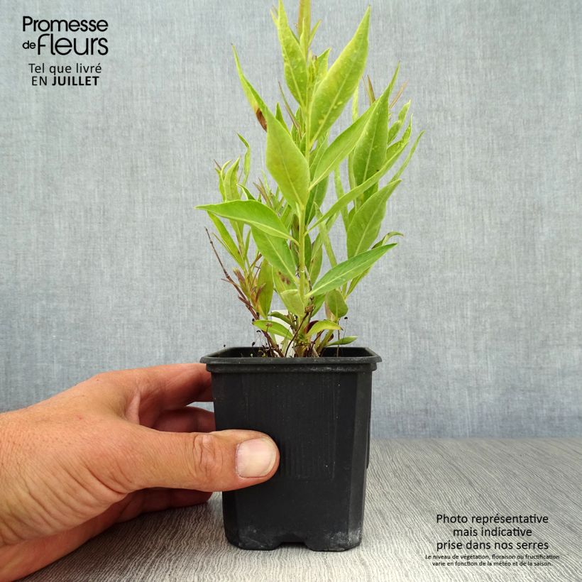 Spécimen de Amsonia hybride Blue Ice Godet de 8/9 cm tel que livré en été