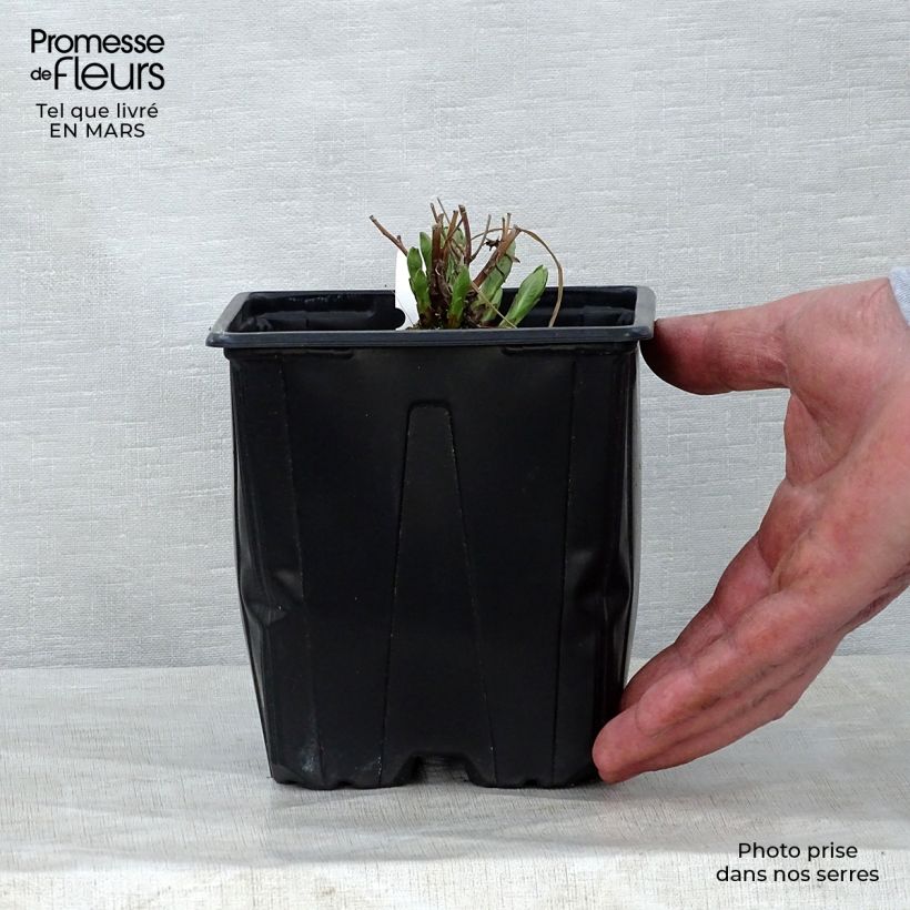 Spécimen de Amsonia hybride Blue Ice en pot de 2/3L tel que livré au printemps